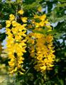 Laburnum - Бобовник